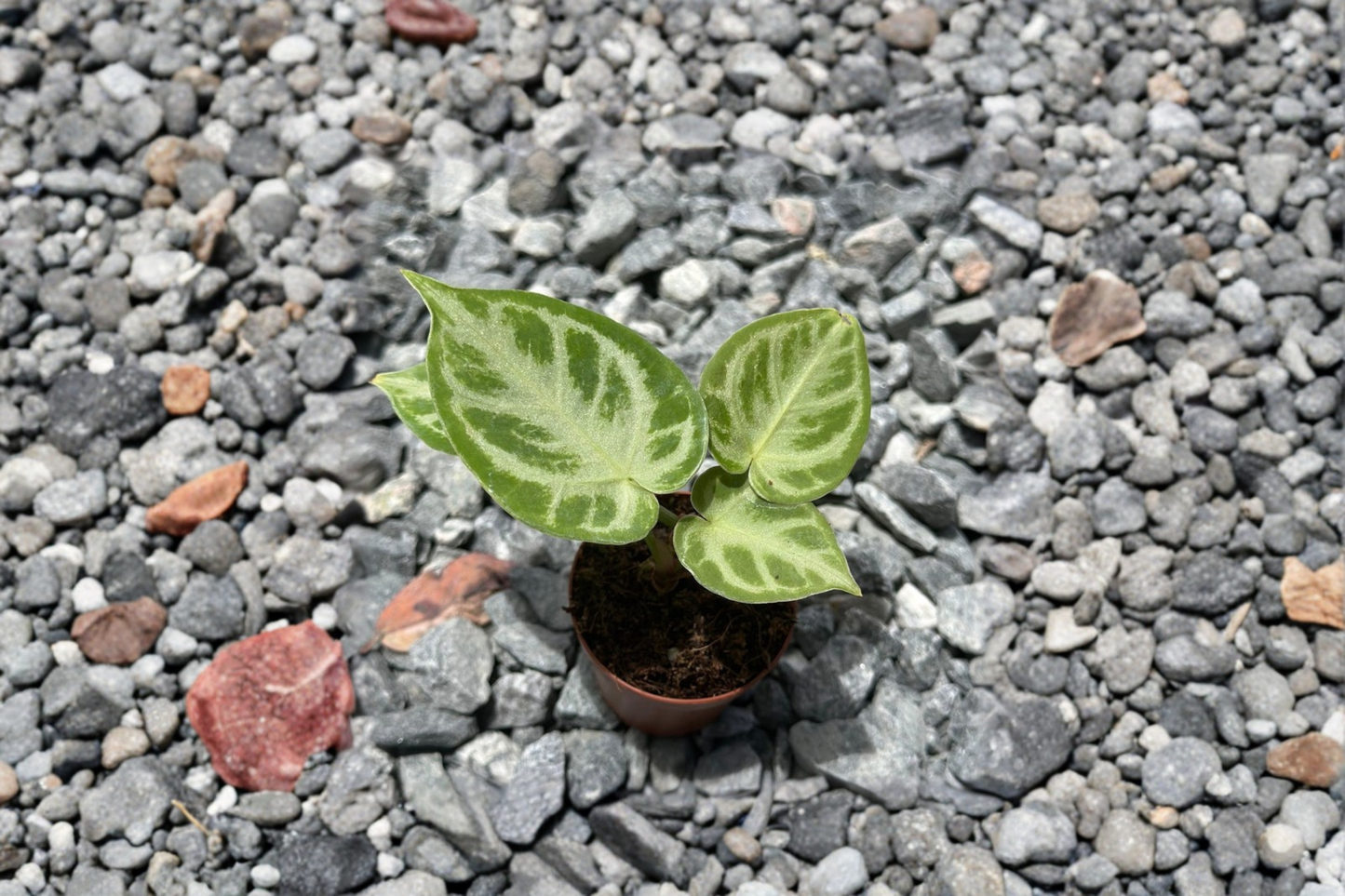Anthurium Silver Blush Live Plant, 2-Inch Pot, Rare Velvet Leaf, Tropical Houseplant, Anthurium crystallinum 'Silver Blush'