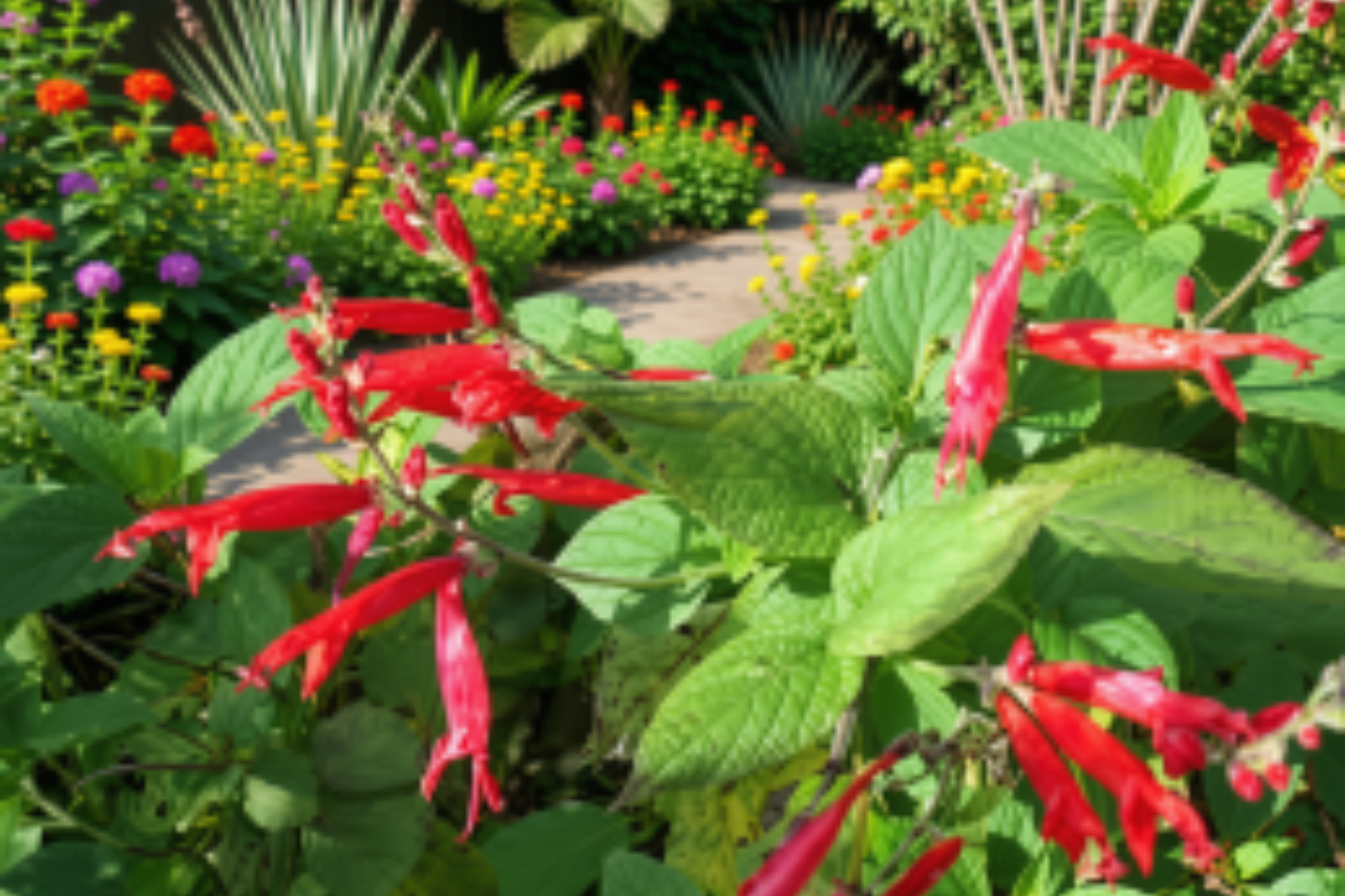 Organic Pineapple Sage Live Plant – Salvia elegans in 3-Inch Pot