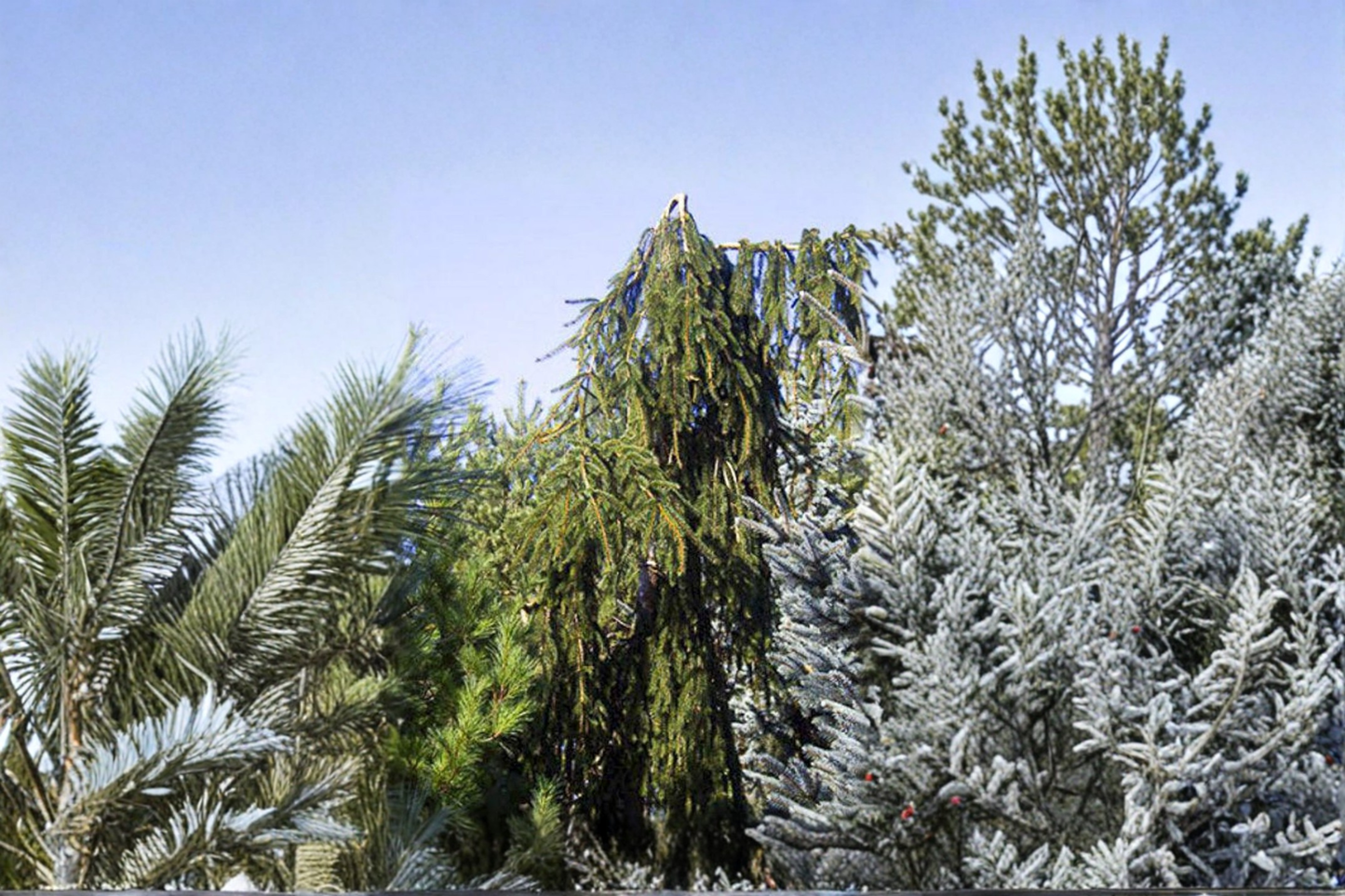 Weeping Norway Spruce Live Plant, 1-Gallon Pot, Picea abies 'Aarburg', Cascading Evergreen Conifer for Garden & Landscape
