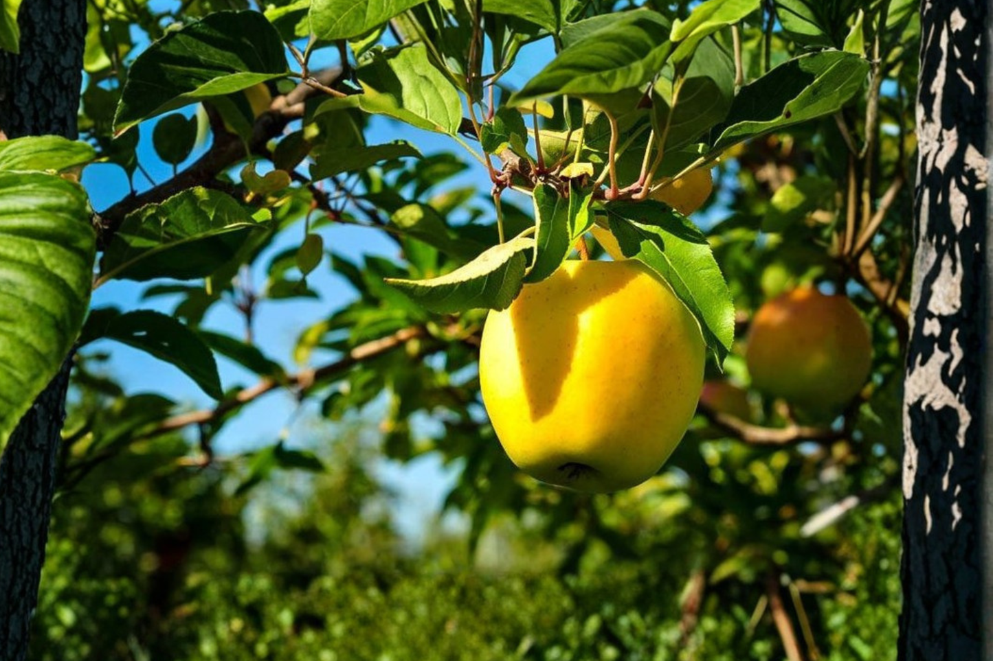 Dorsett Golden Apple Tree Grafted Live Fruit Tree Self-Pollinating for Backyard Garden or Orchard