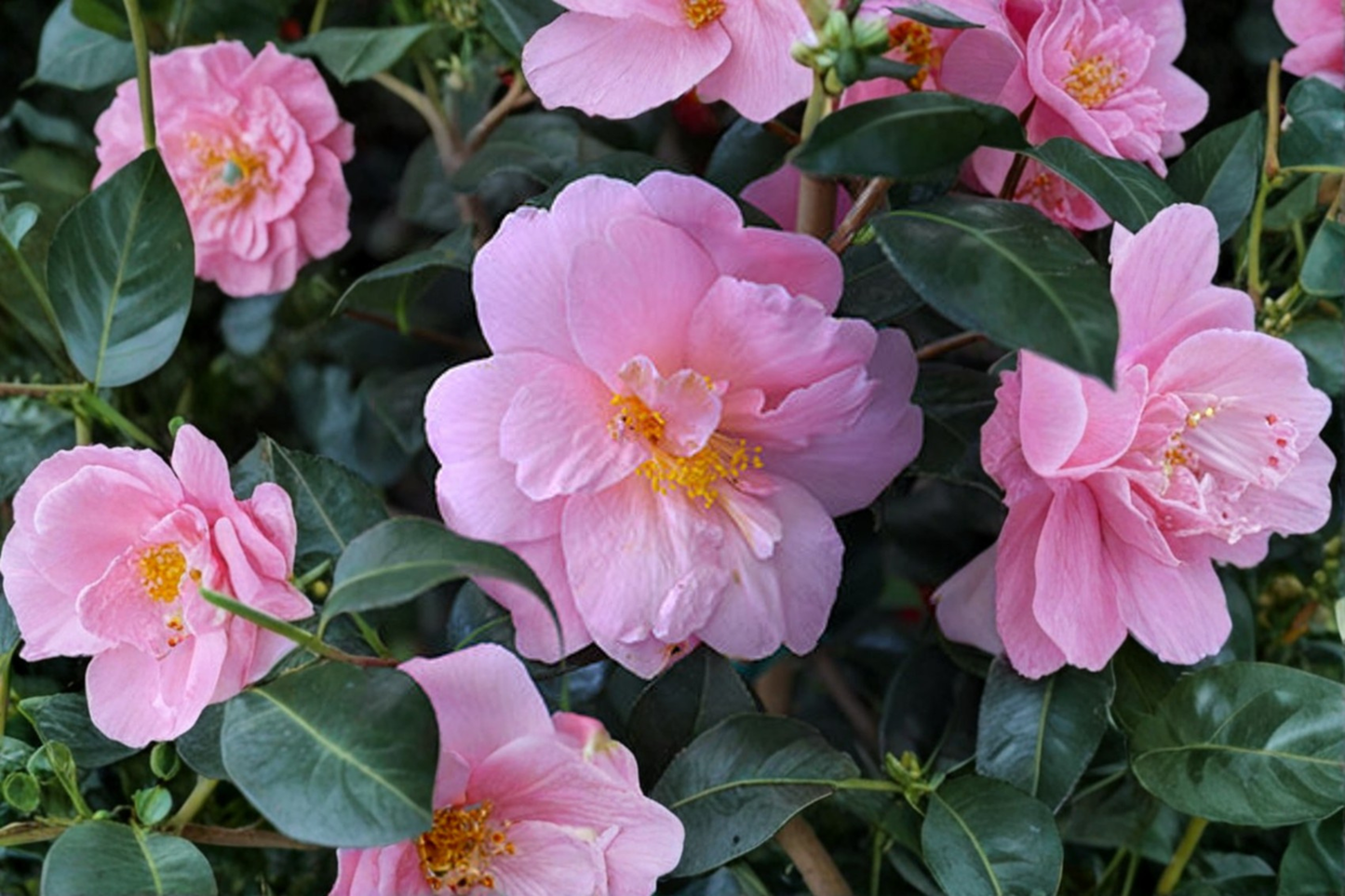 Fall Blooming Camellia ‘Autumn Pink Icicle’ 1 Gallon Evergreen Shrub Pink Flowers Camellia sasanqua