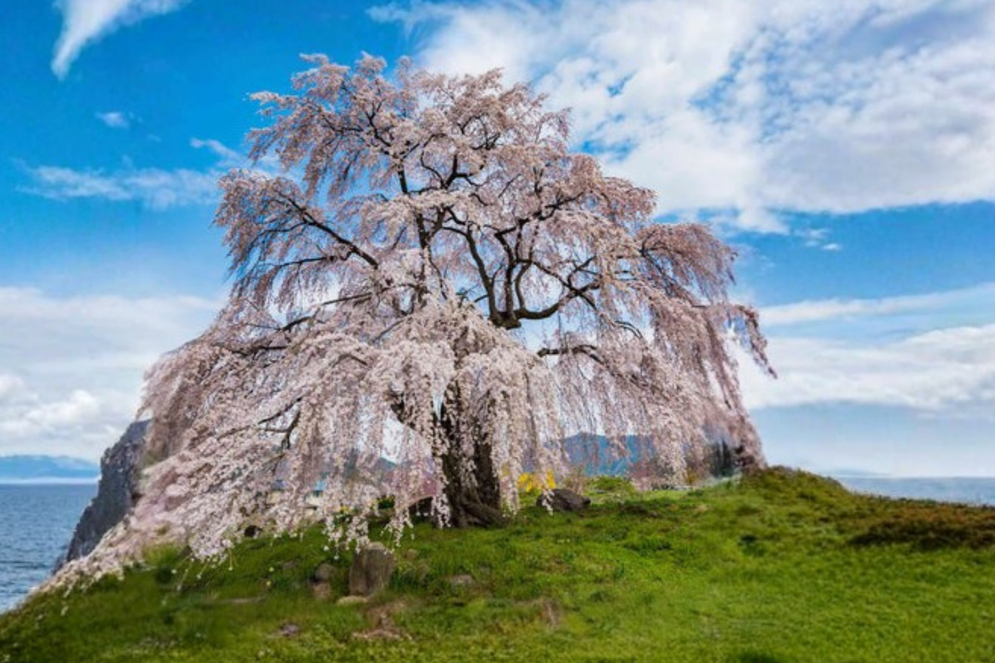 Weeping Cherry Tree Seeds 6 Pack, Pink Flowers, Ornamental Pruning, Prunus species, Landscape, Bonsai, Garden Planting