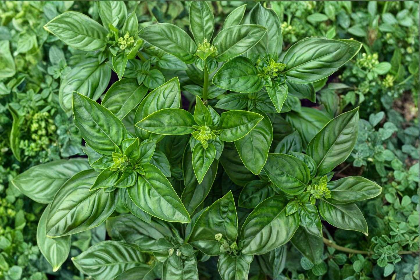 Greek Columnar Basil Live Plant – Organic Herb, 3-6 Inch Starter, Upright, Container-Friendly, Ocimum basilicum