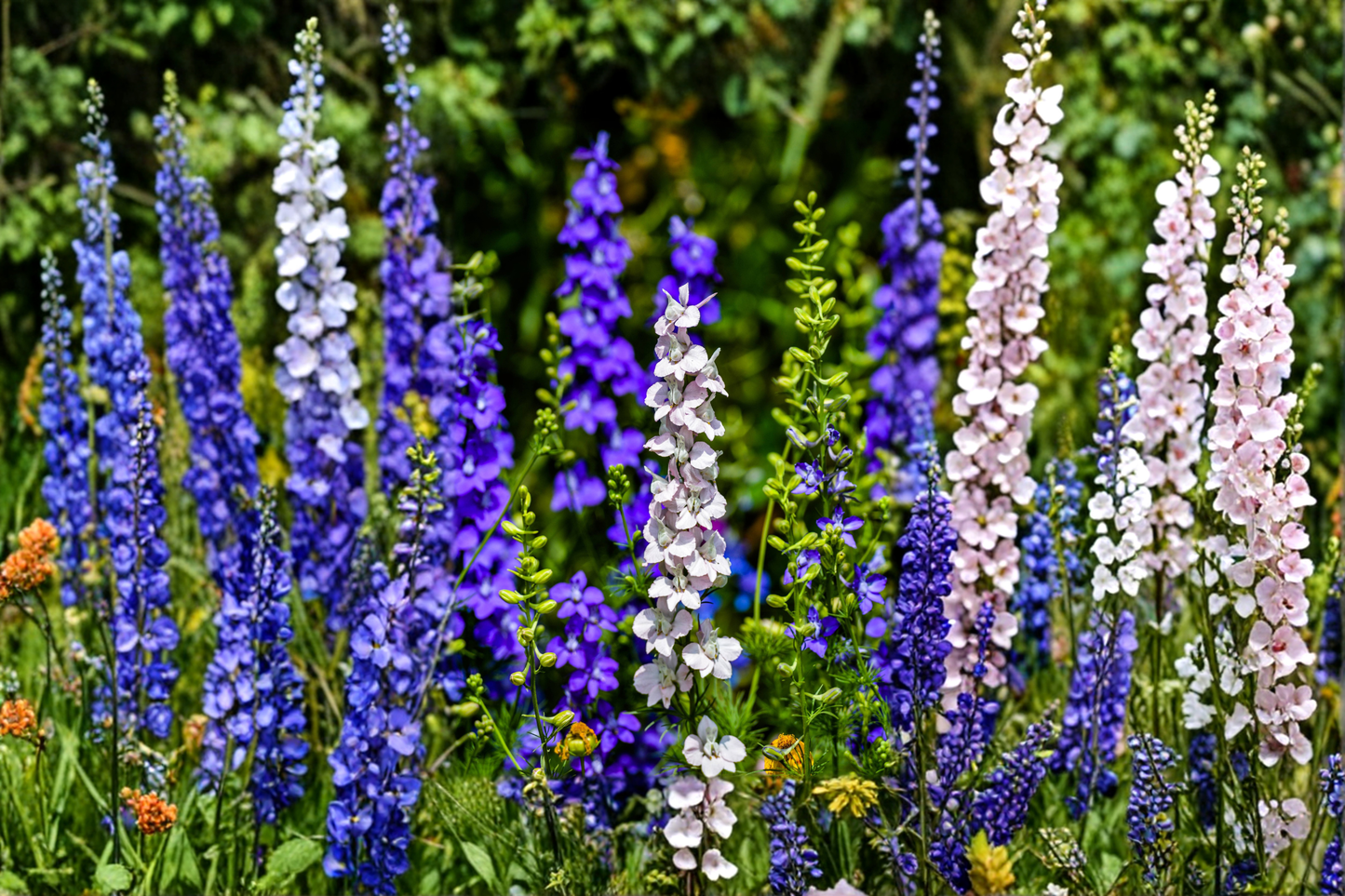 Delphinium Magic Fountains Mix - 4 Live Perennial Starter Plants