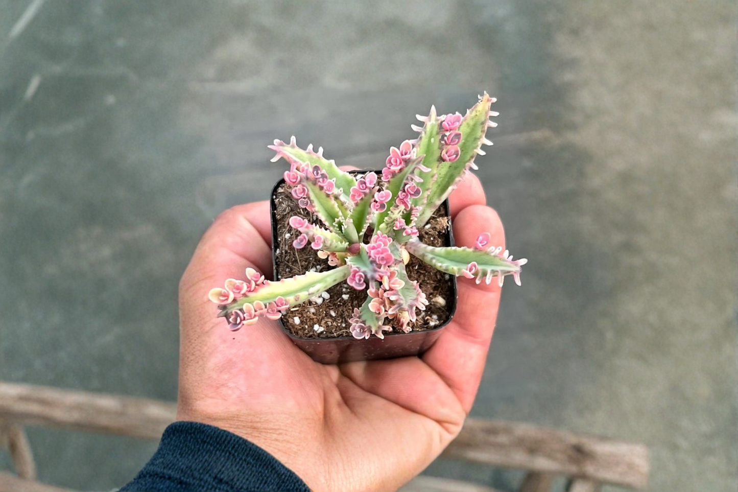 Kalanchoe Pink Butterflies Live Succulent Plant – Rare Indoor Houseplant with Pink Foliage & Decorative Plantlets