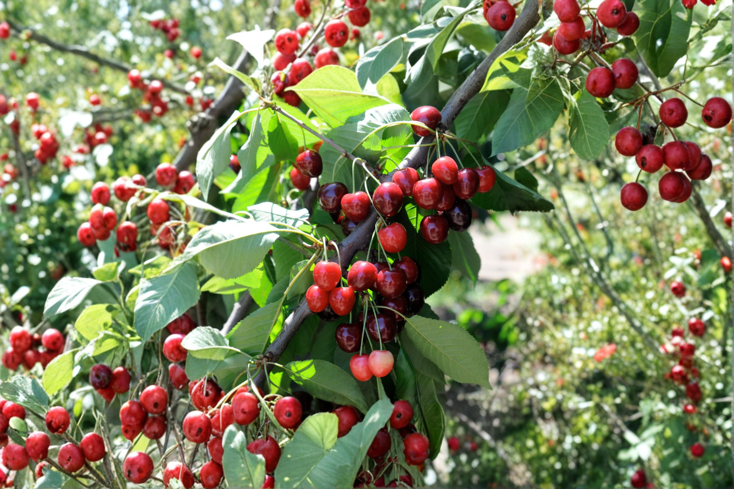 Bing Cherry Tree Live Plant – 4 Ft Fruit Tree, Sweet Dark Red Cherries, Prunus avium, Deciduous Outdoor Garden Orchard
