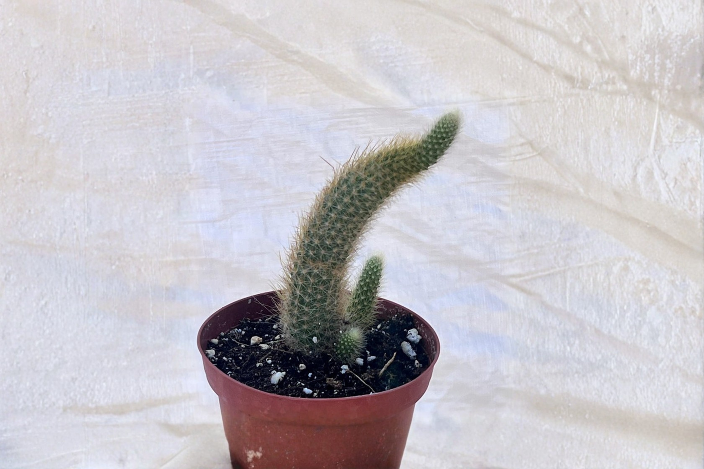 Monkey Tail Cactus Live Plant 4 Inch Pot, Trailing Fuzzy Succulent, Cleistocactus colademononis, Indoor Outdoor Decor