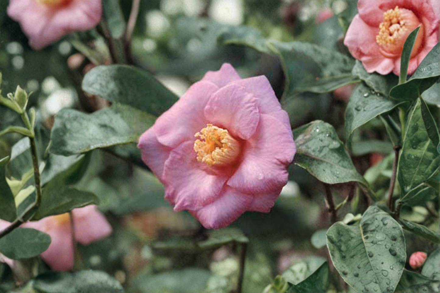 Japanese Camellia ‘Isaribi’ 1 Gallon Live Plant – Red Flowering Evergreen Shrub for Shade Gardens