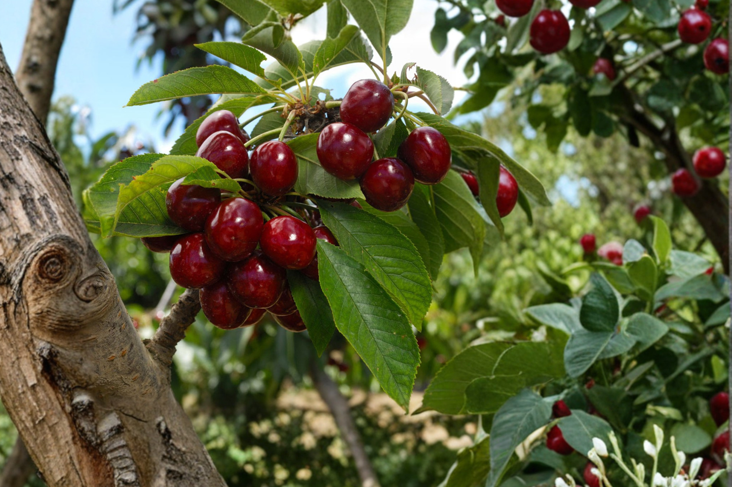 Live Lapins Cherry Tree – 4 ft Deciduous Fruit Tree for Home Gardens, Sweet Cherry, Prunus avium