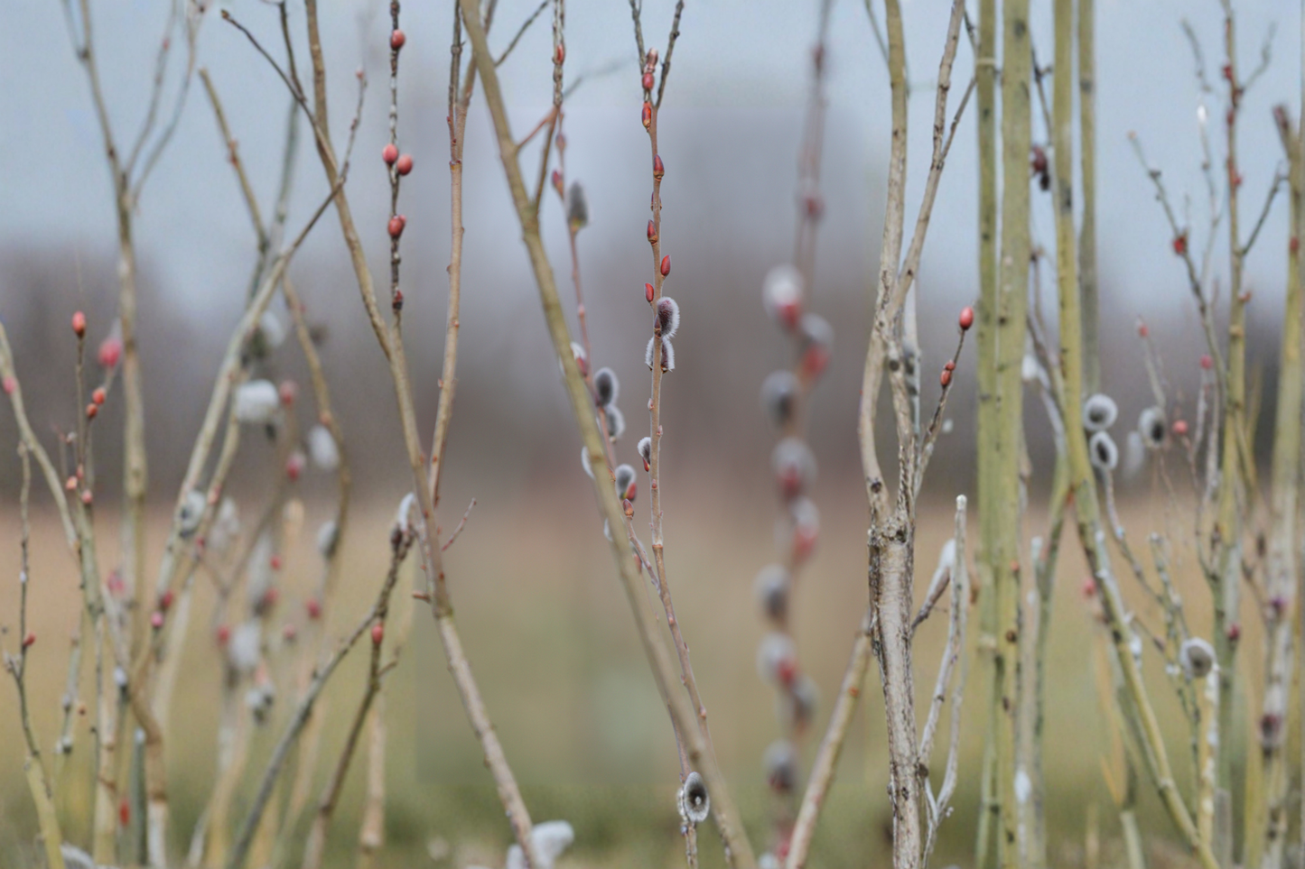 Black Pussy Willow Live Plant – 16-20 Inches Tall, Ornamental Shrub, Salix gracilistyla 'Melanostachys'