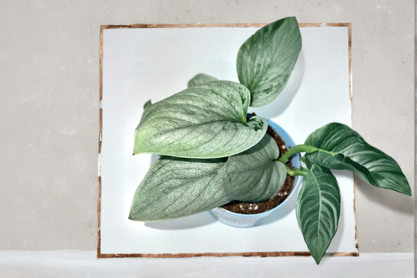 Scindapsus Sooo Silver Live Plant – Rare Silver Vine Indoor Houseplant, Trailing Tropical Vine, Starter Plant, Decorative Foliage