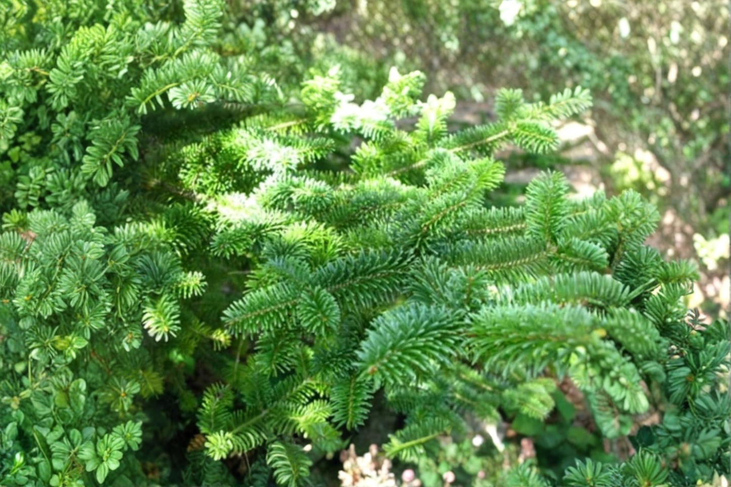 Canaan Fir Live Plant in 4-Inch Pot – Abies balsamea × Canaan Evergreen Tree, Compact Pyramidal Conifer, Green Needles