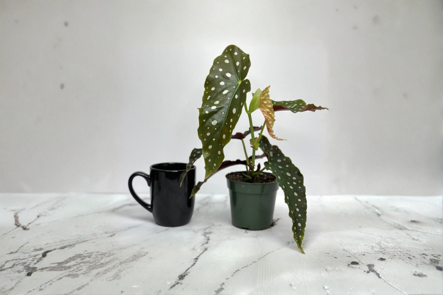 Begonia Maculata Live Plant, Starter Cutting, Polka Dot Foliage, Tropical Houseplant, Indoor Décor