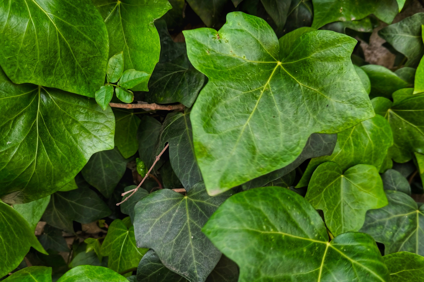 25 Rooted English Ivy Plants - Hedera helix Evergreen Starter Vines