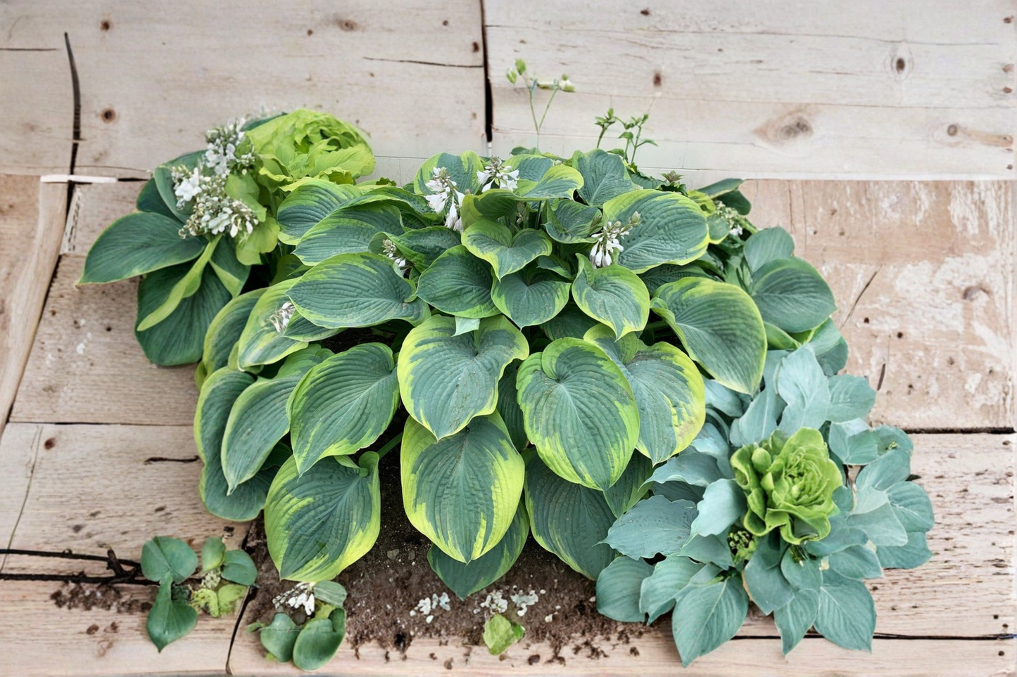 Hosta Terms of Endearment - 3 Inch Pot Variegated Shade Perennial Green Yellow Foliage