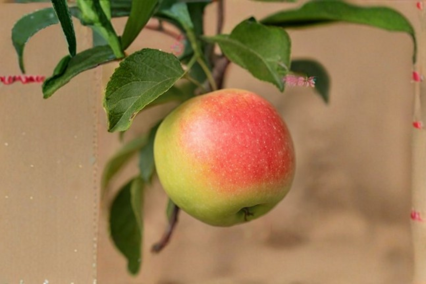 Jumbo Apple Tree Seeds 10 Pack, Open Pollinated Fruit Tree Seeds for Backyard Orchard & Garden, Malus domestica
