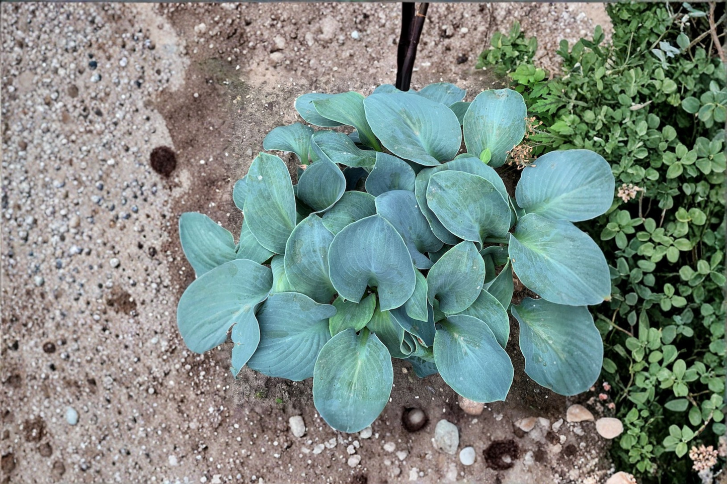 Hosta Silver Bullet 3-Inch Pot Variegated Shade Perennial Green White Leaf Garden Starter Plant