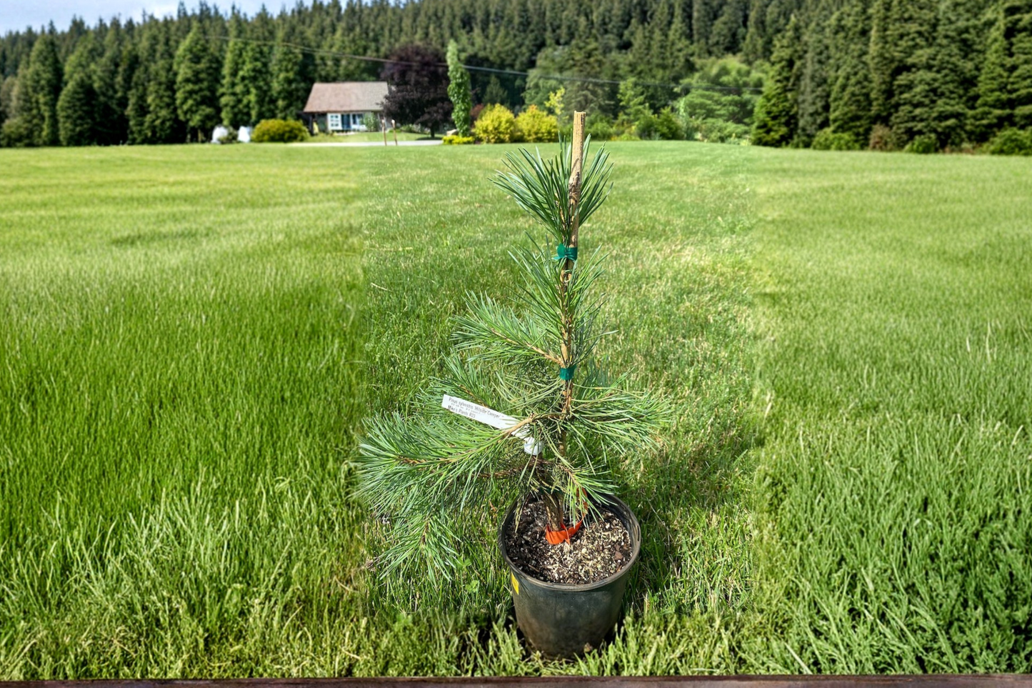 Live Oregon Green Austrian Pine 12 Inch in 1-Gallon Pot, Evergreen Conifer, Compact Upright, Deep Green Needles