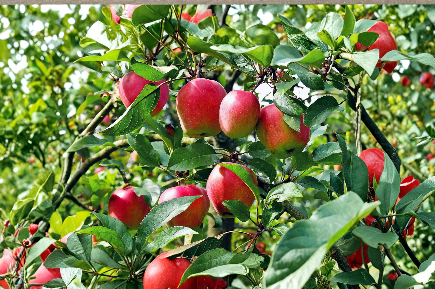 Anna Apple Tree Live Fruit Tree - 4ft Self-Pollinating Grafted Orchard Plant, Malus domestica 'Anna'
