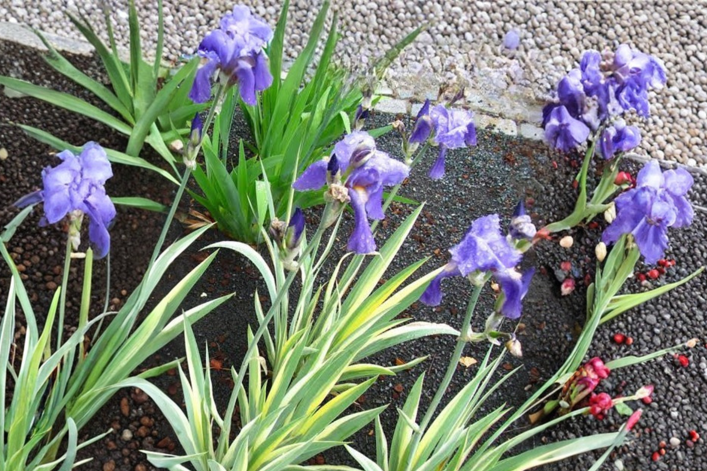 Variegated Iris Live Plant – Light Purple Flowering Perennial Ornamental