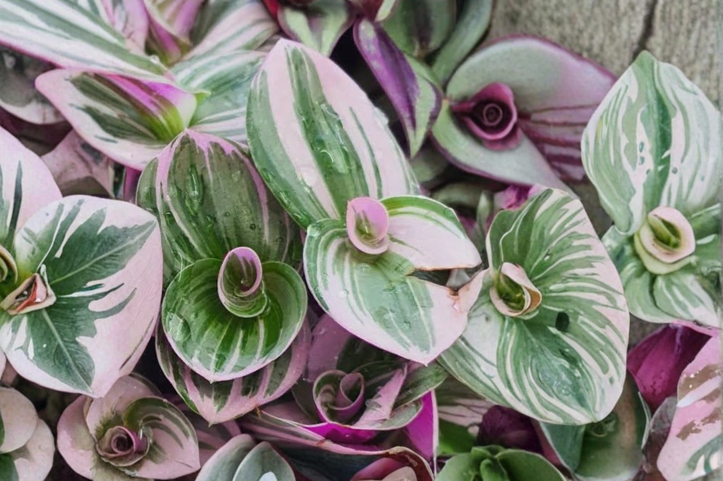 Tradescantia Live Plants with Pots – Set of 3 Rooted Houseplants
