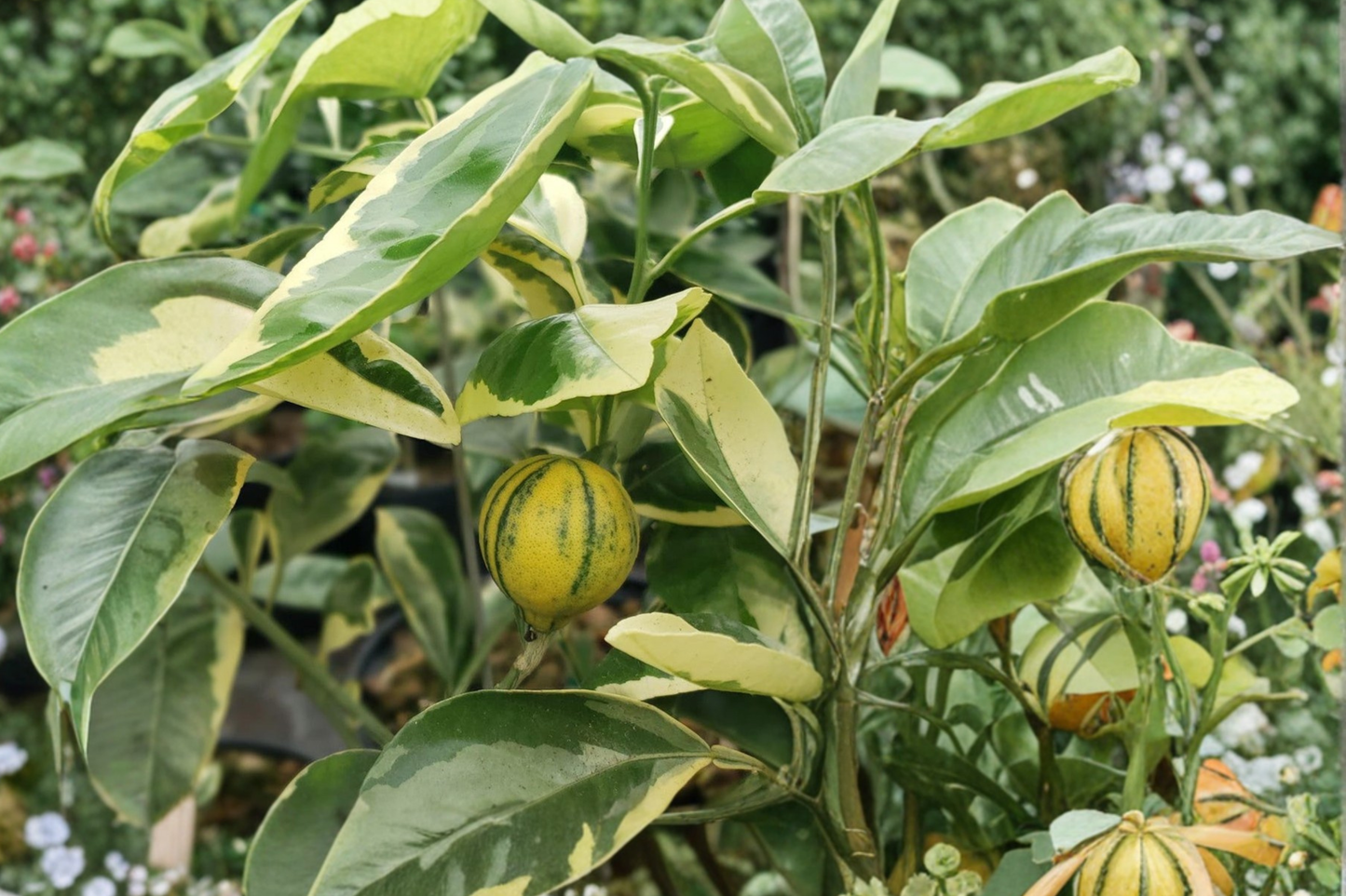 Variegated Minneola Tangelo Tree - Grafted Citrus Hybrid with Decorative Leaves, 3ft Tall Live Fruit Tree