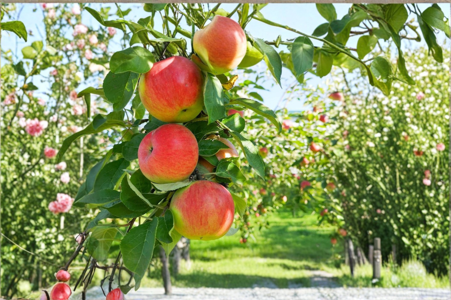 Grafted Fuji Apple Tree – 4ft Tall, Crisp, Sweet Fruit, Malus domestica 'Fuji' for Home Orchard & Garden