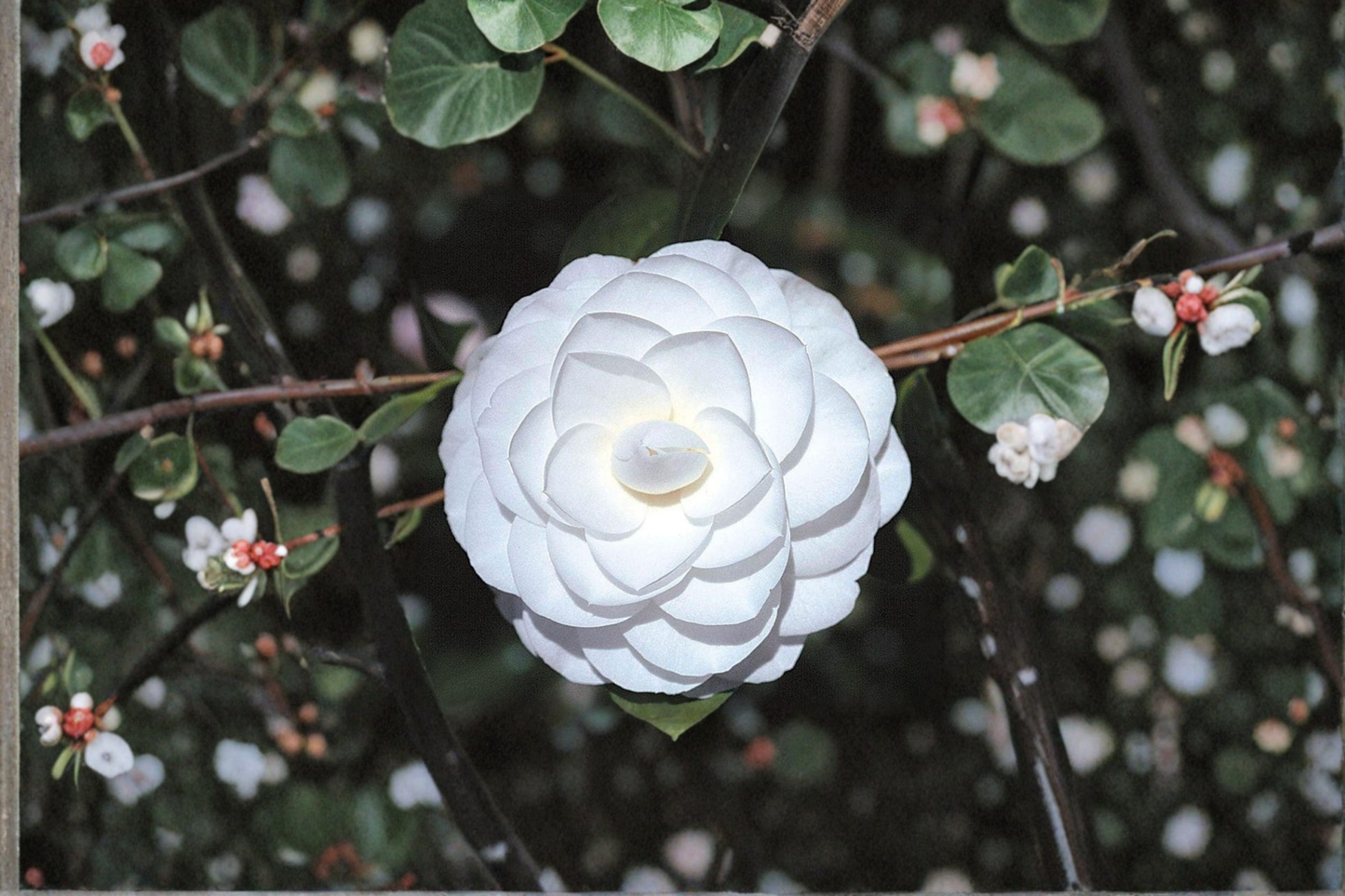Japanese Camellia Miss Biloxi Live Plant โ 1 Gallon Pink Evergreen Flowering Shrub Camellia japonica