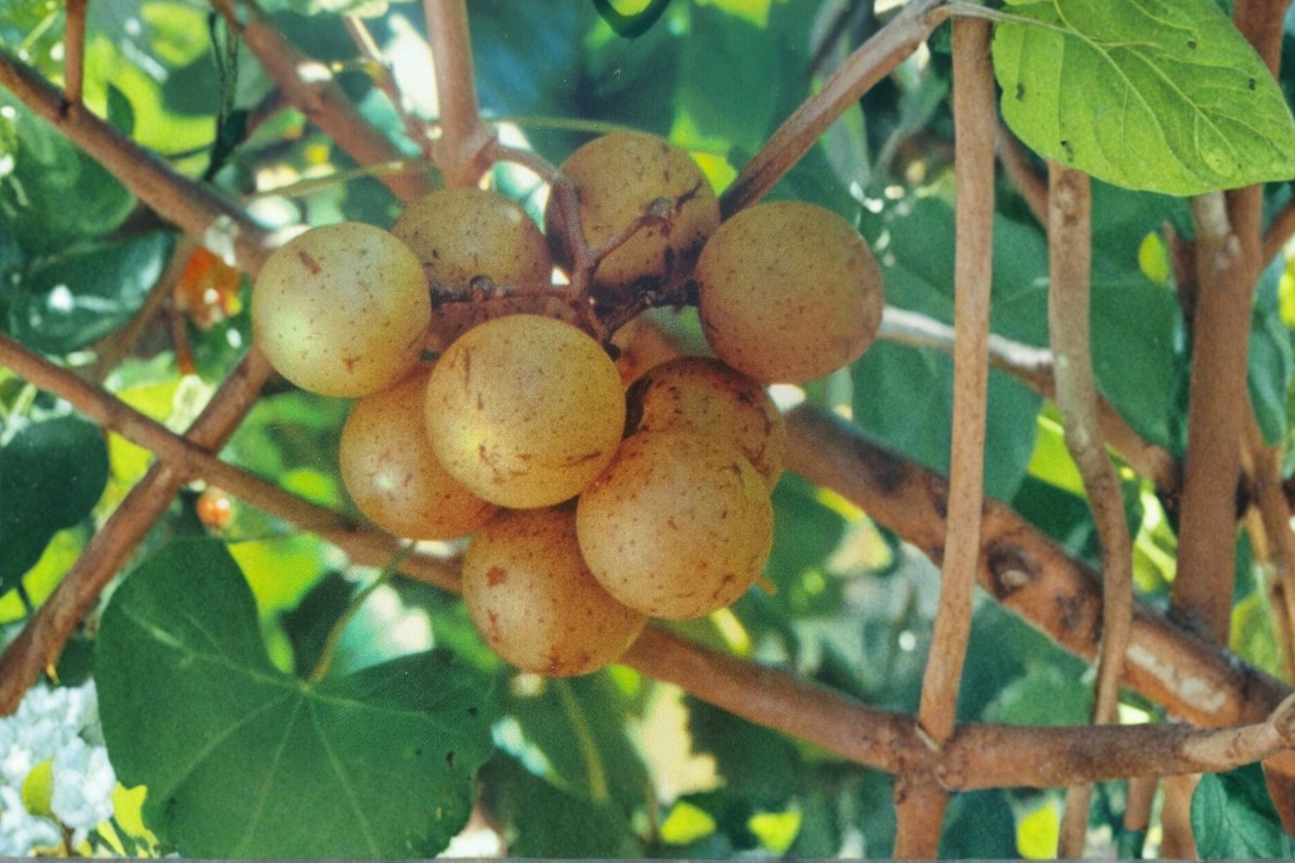 Bronze Tara Muscadine Grape Vine 2 Gal Live Plant, Climbing Fruit Vine, Vitis rotundifolia, Sweet Bronze Grapes, Outdoor Garden Plant