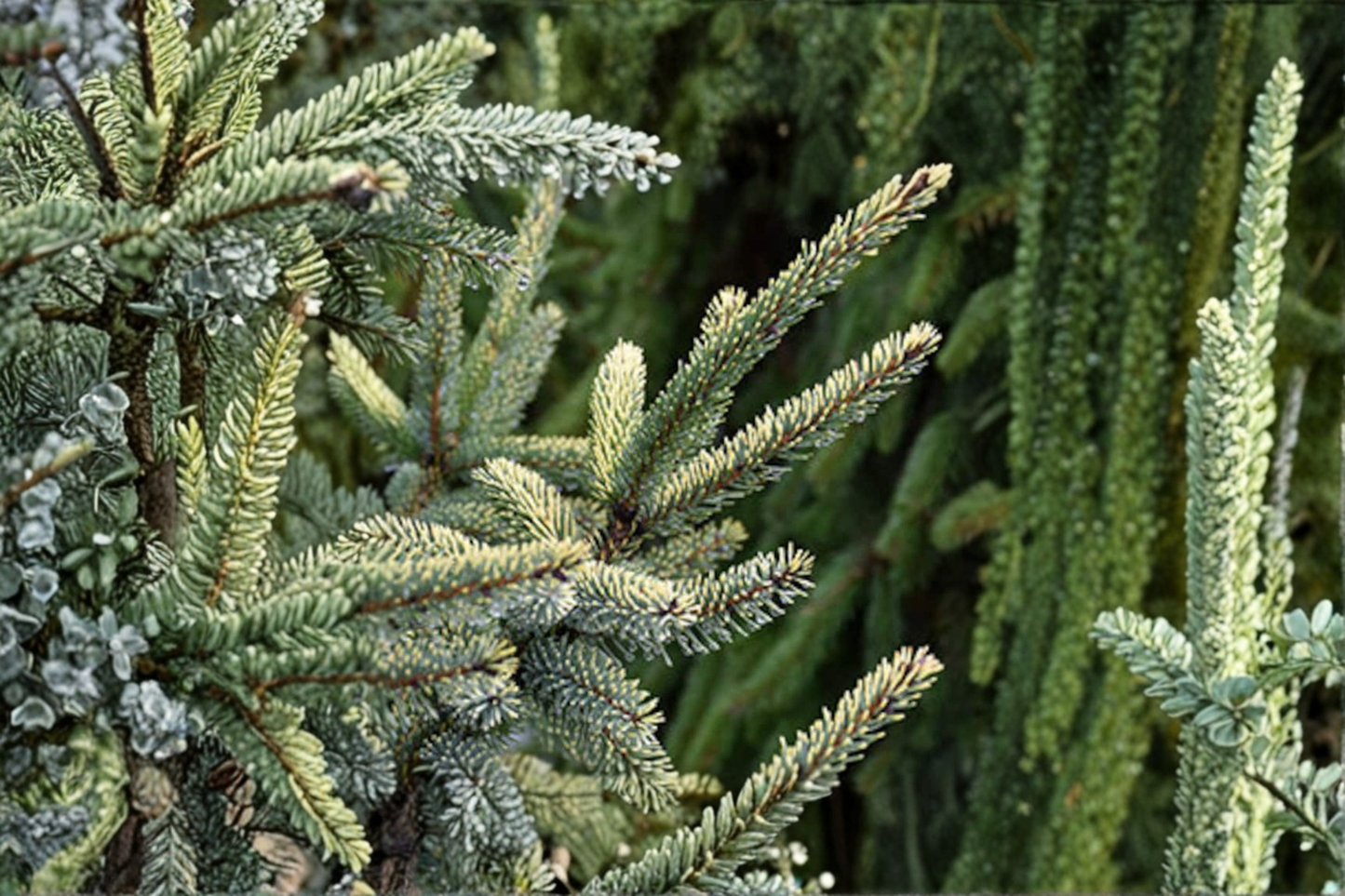 Variegated Black Spruce Live Plant 12 Inch Picea mariana Aureovariegata Evergreen Conifer Cold Hardy Landscape Tree