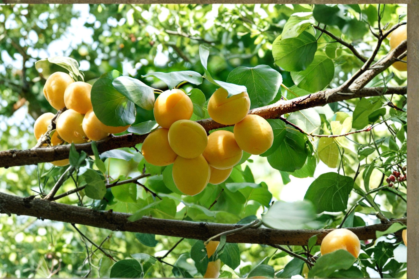 Live Apricot Tree 4-6 ft Gold Kist Prunus armeniaca Fruit Tree for Garden & Orchard