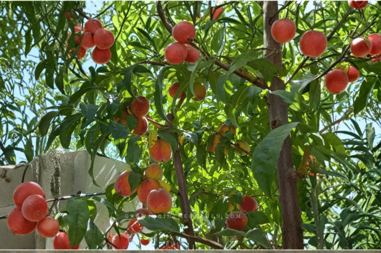 Live Peach Tree - Royal Zest Three Peach, 4-6 ft, Deciduous Fruit Tree, Prunus persica for Garden & Orchard Planting