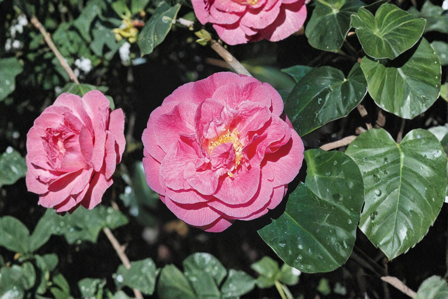 Fragrant Japanese Camellia ‘Scentsation’ 3 Gallon – Pink Flowering Evergreen Shrub Camellia japonica