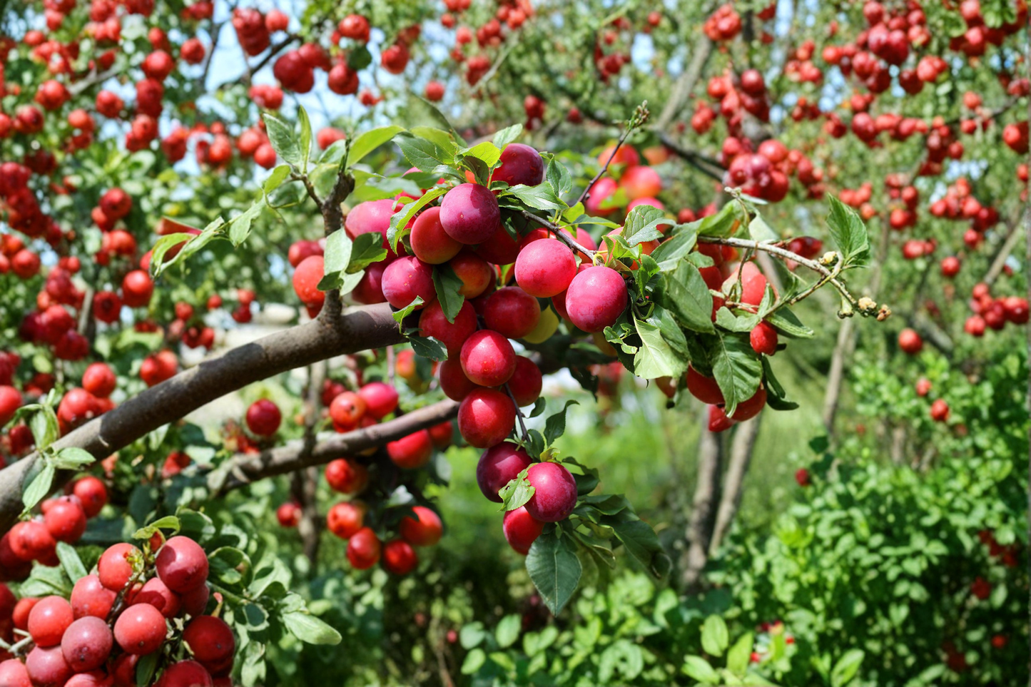 Red Plum Tree Live Plant 4-6 Ft Deciduous Fruit Tree for Garden Orchard, Prunus spp.