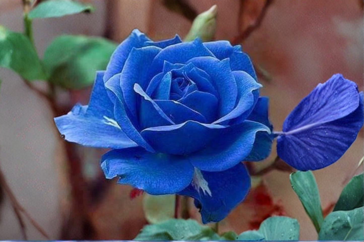 Midnight Blue Rose Seeds - 20 Blue-Purple Flowering Bush Seeds for Ornamental Gardens & Landscaping Rosa spp.