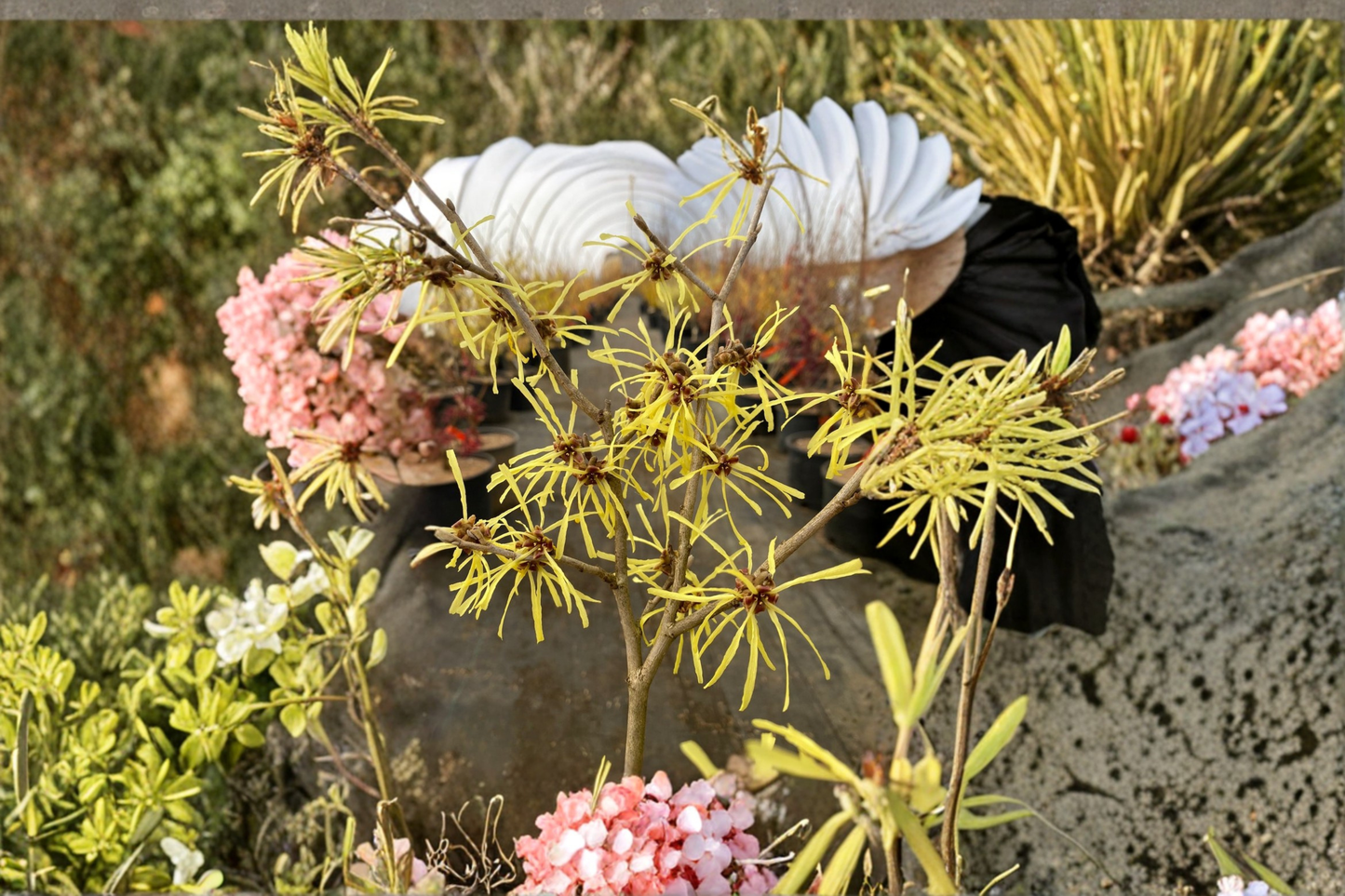Witch Hazel Live Plant – Bare Root 24 Inch Red Winter Blooming Shrub Hamamelis × intermedia ‘Anne’