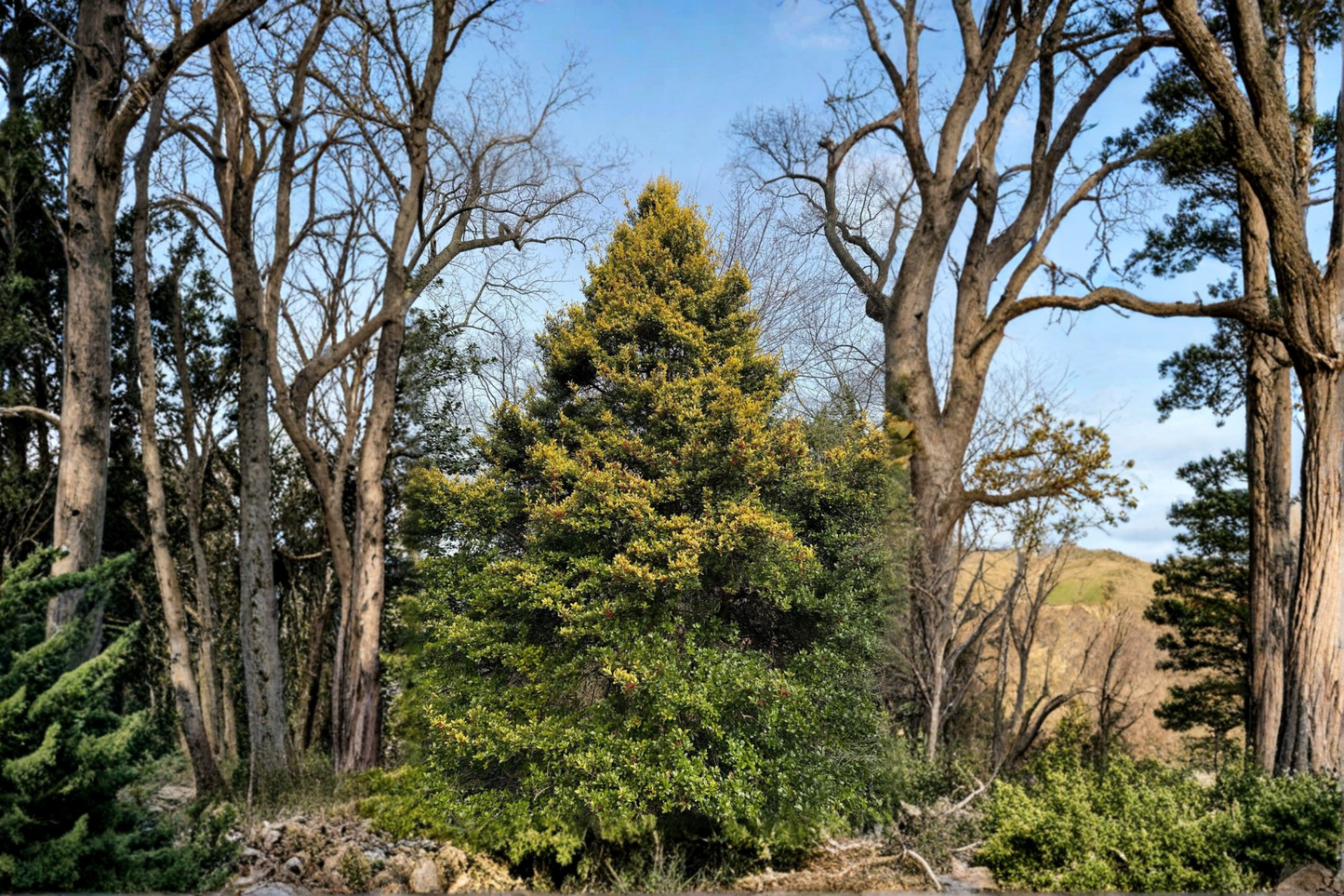 Live Sunny Foster Holly Plant in 1-Gallon Pot, Evergreen Tree with Yellow-Green Foliage, Ilex Γ attenuata