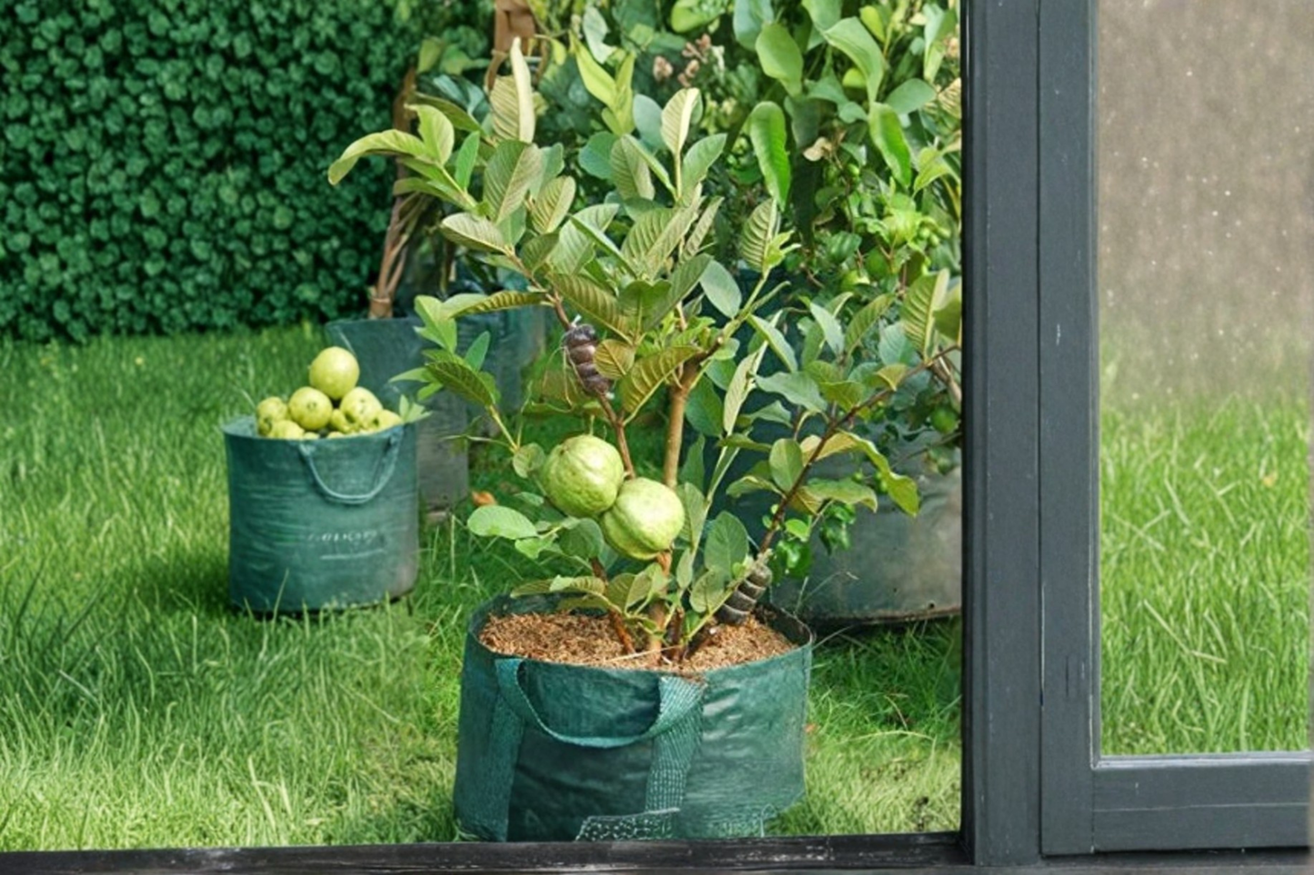 Dwarf Guava Seeds – Psidium guajava – Tropical Fruit Tree for Container & Outdoor Gardens