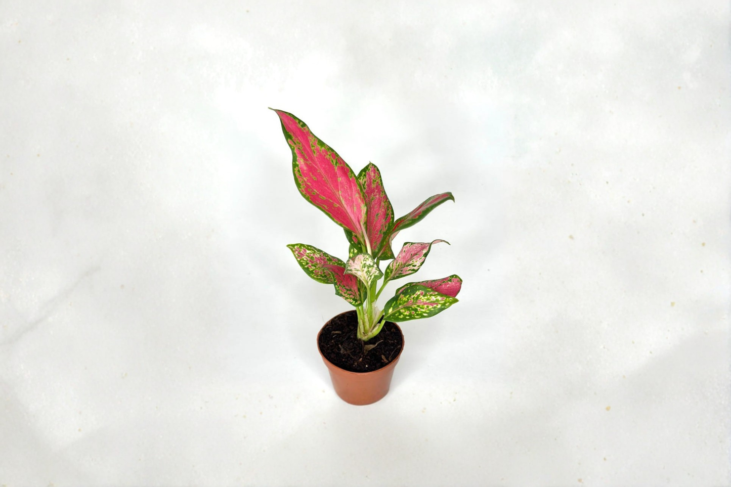 Red Angel Aglaonema Live Plant, 2 Inch Rooted Tropical Houseplant, Red and Green Foliage, Beginner Friendly
