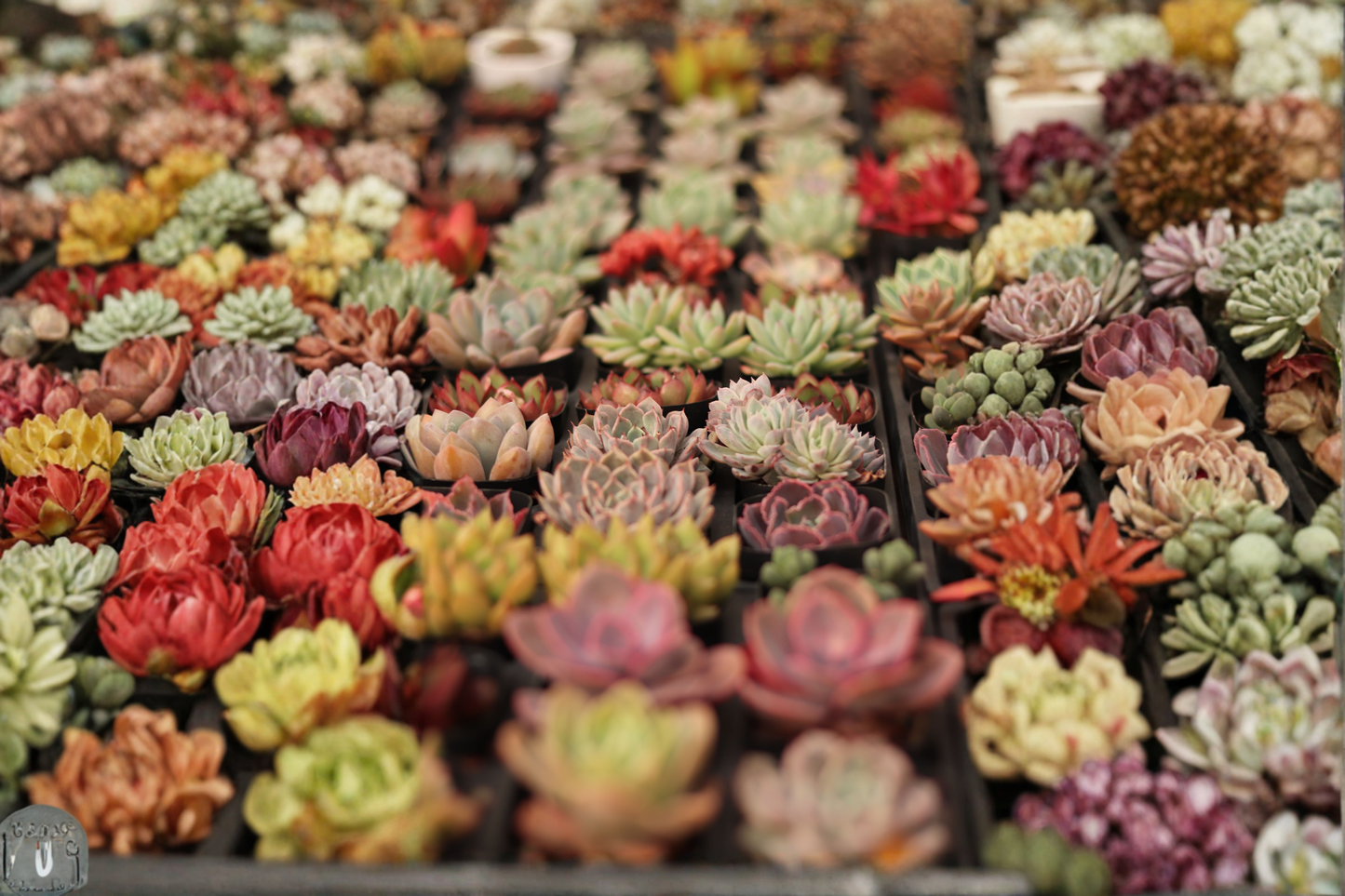12 Live Rooted Echeveria Succulent Plants Assorted Combo Pack
