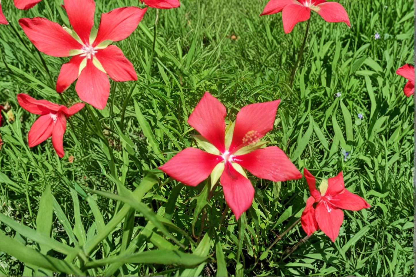 Texas Star Hibiscus Live Plant â 1 Gal, Bright Red Flowers, Tall Growing Hibiscus coccineus, Ornamental Outdoor Flowering Plant