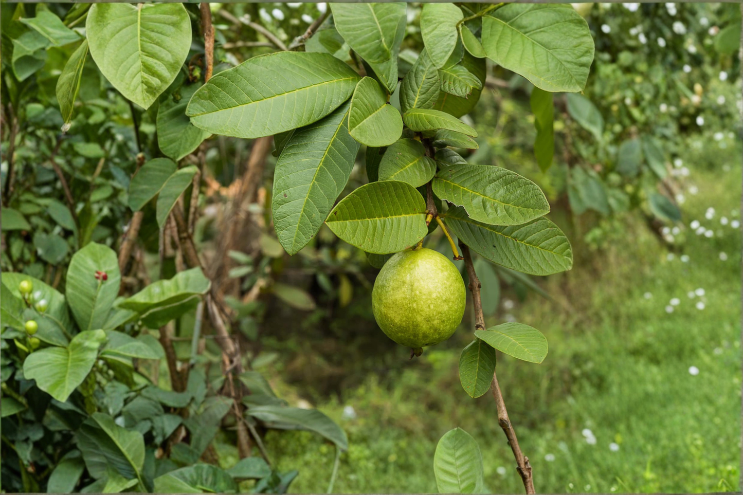 Giant Guava Seeds – Tropical Fruit Plant for Containers & Outdoors – Psidium guajava Rare Edible Tree