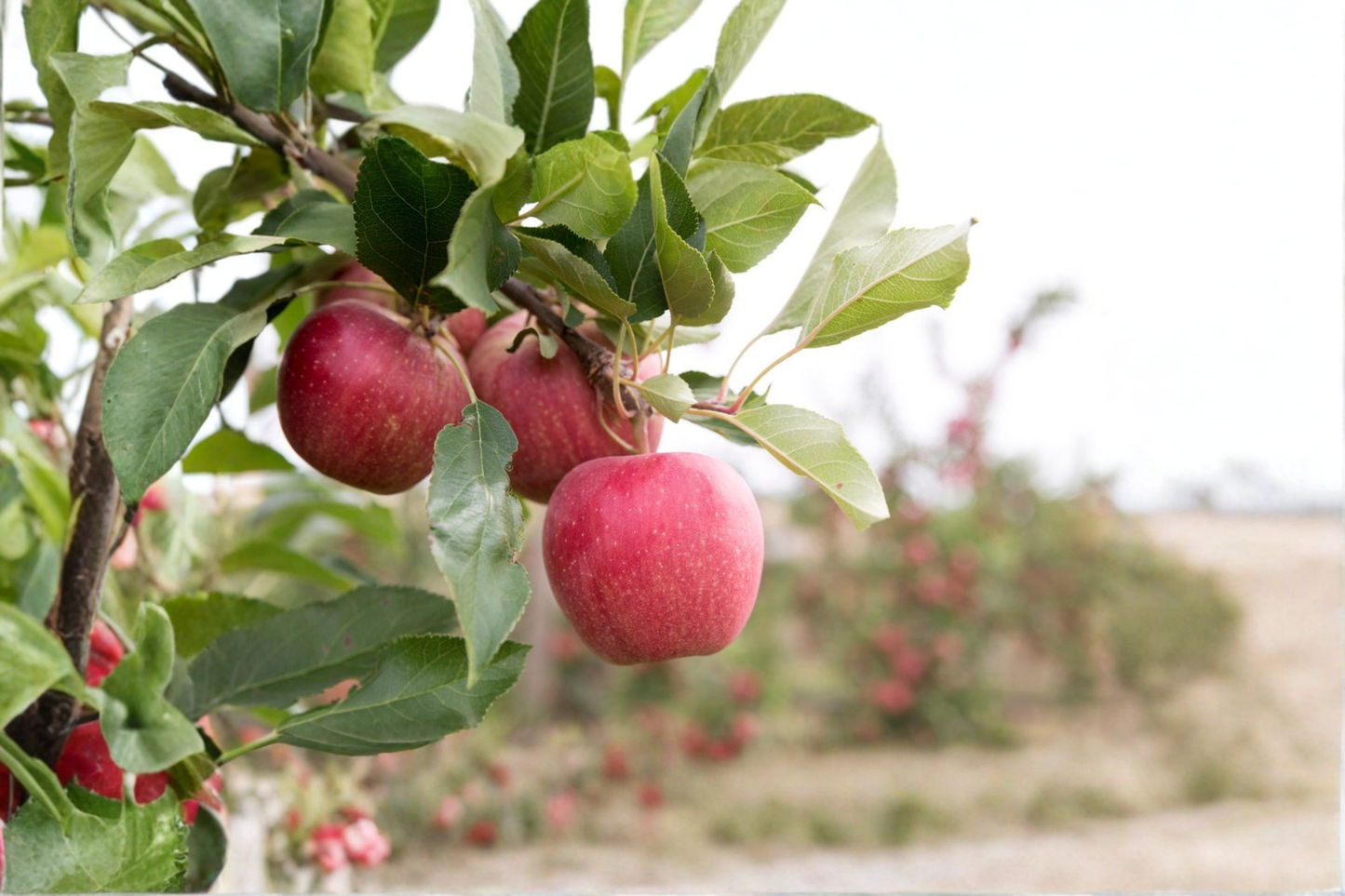 Dwarf Gala Apple Tree Seeds – Compact Fruit Tree for Home Gardening & Containers – Malus domestica