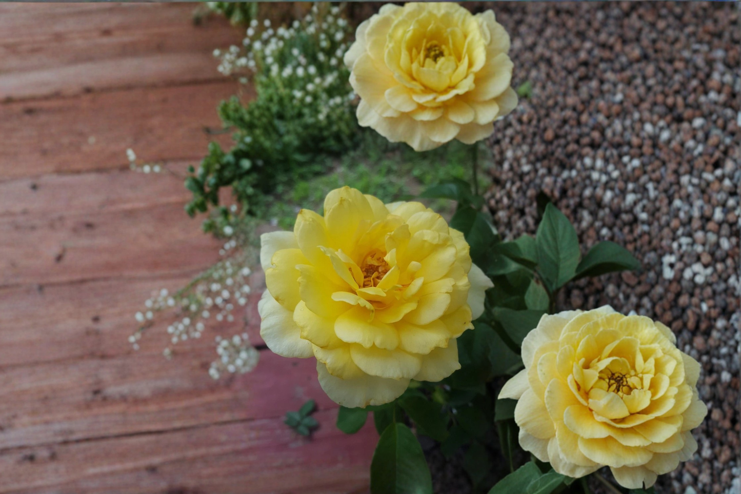 Sunsprite Floribunda Rose Plant 2-Gallon Yellow Flowering Bush for Garden Borders & Landscape Rosa spp.