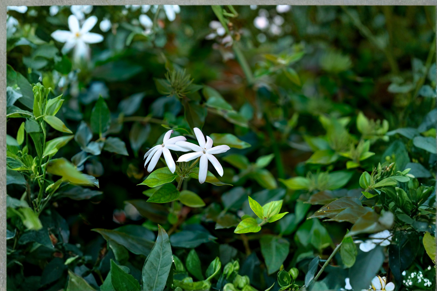 Night Blooming Jasmine Live Plant, Rooted Starter, Cestrum nocturnum, Fragrant White Flowers, Container Friendly