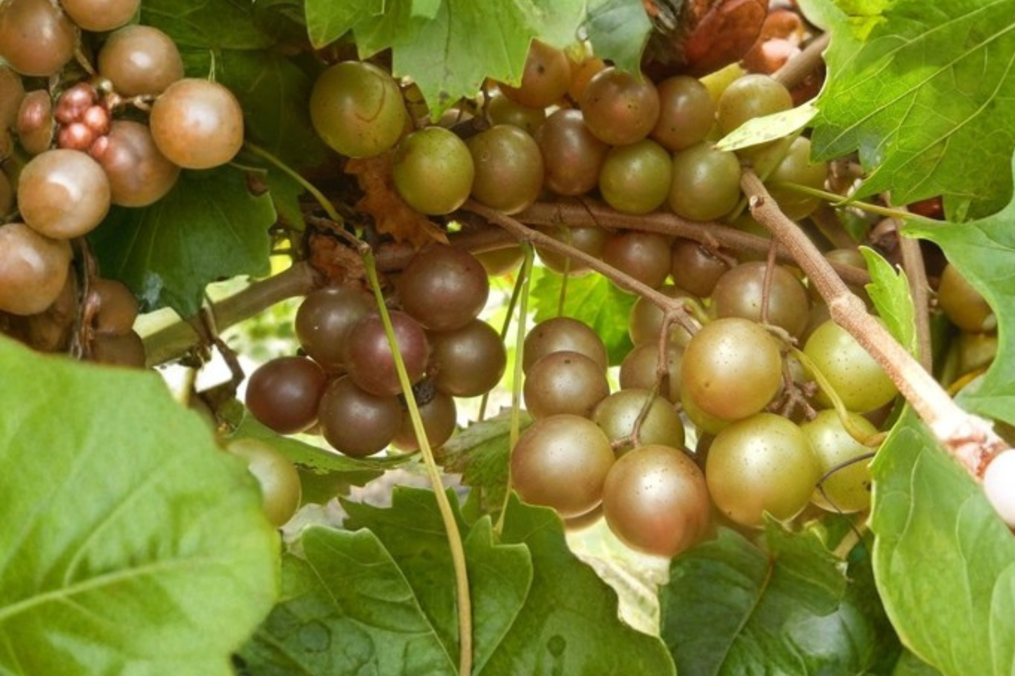 Bronze Chowan Muscadine Grape Vine Live Plant, 2-Gallon Container, Deciduous Climbing Fruit Vine, Vitis rotundifolia