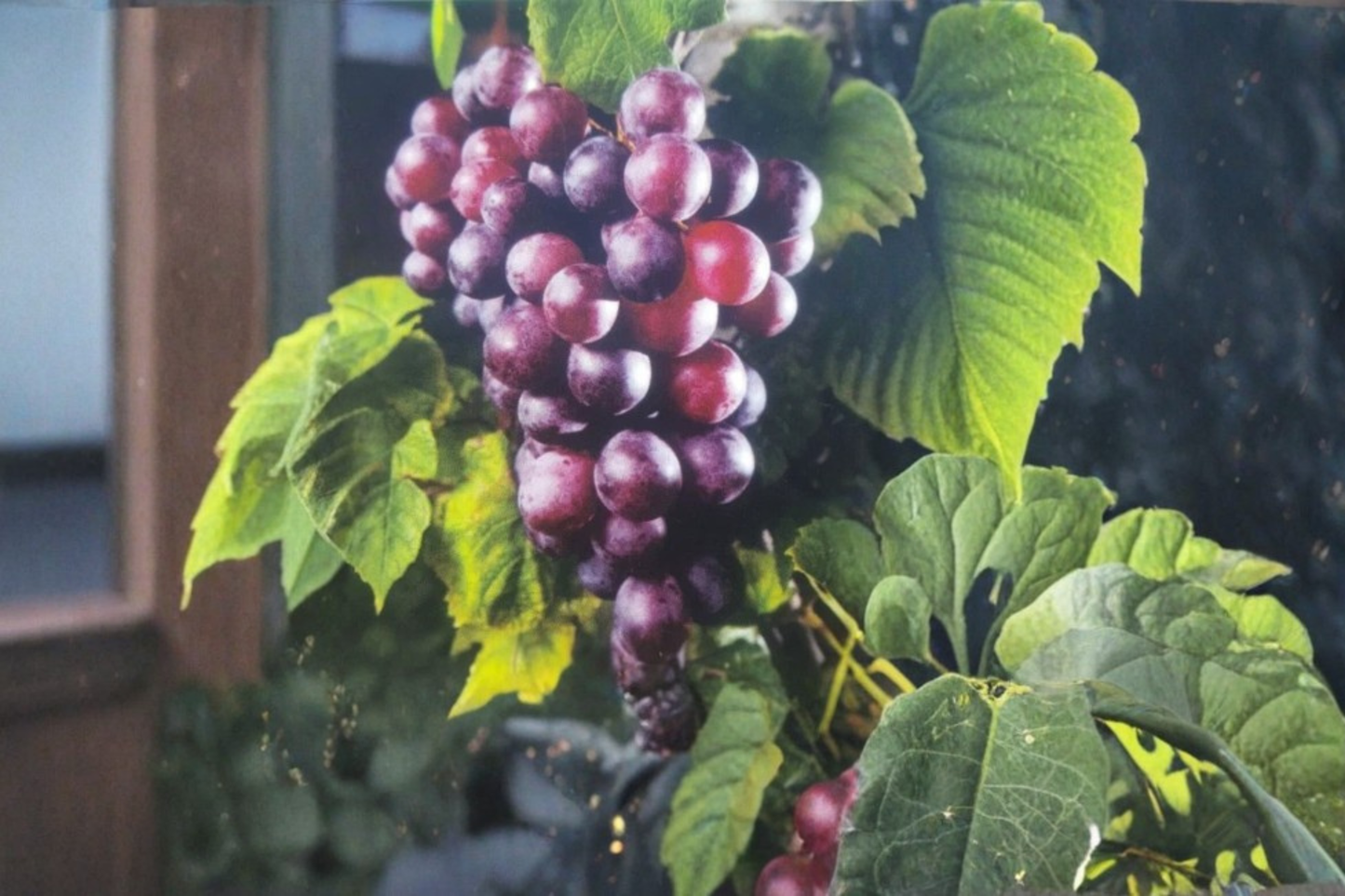 Black Southland Muscadine Grape Vine 2 Gallon Live Plant, Fruit Producing Climbing Vine for Garden Trellis