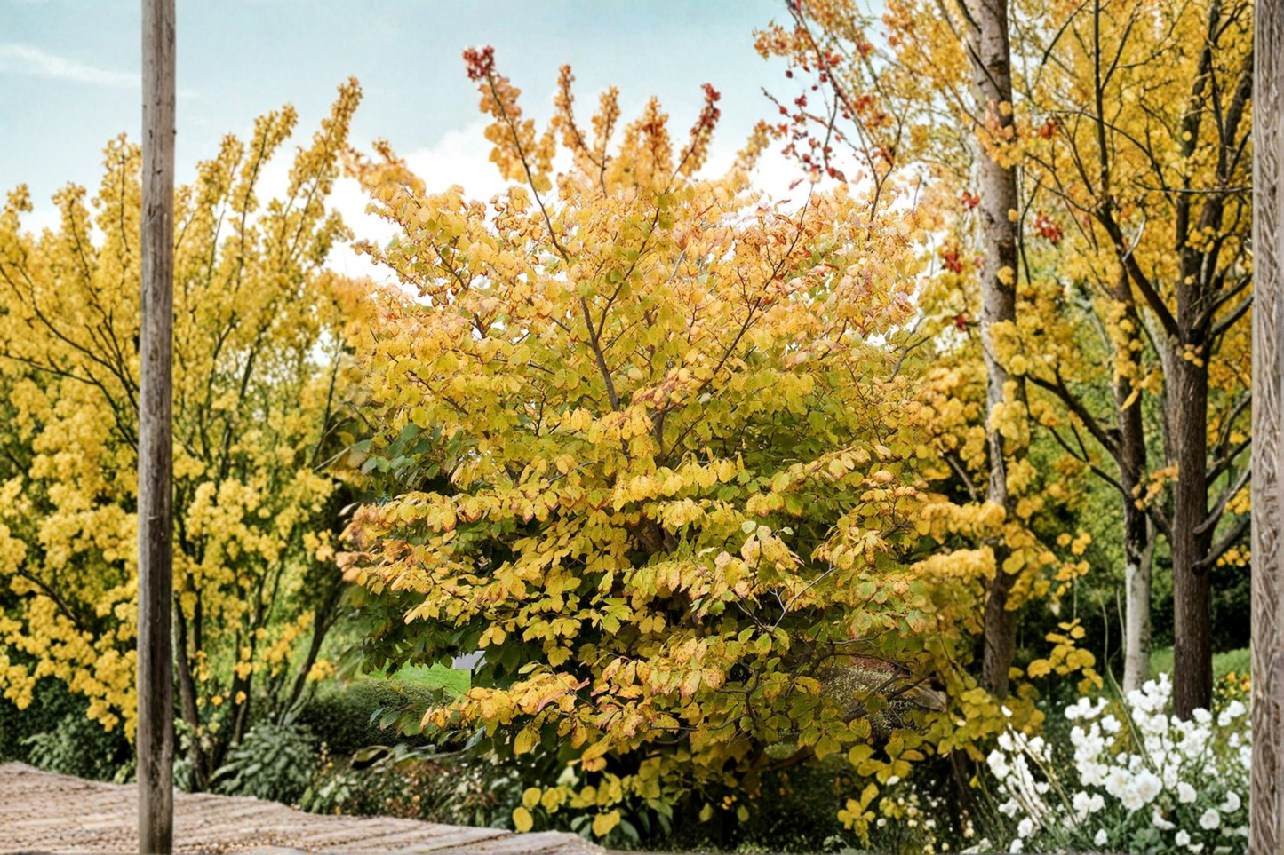 Goldcrest Witch Hazel Live Plant – 10 Inch Grafted Hamamelis mollis Yellow Winter Bloom Shrub