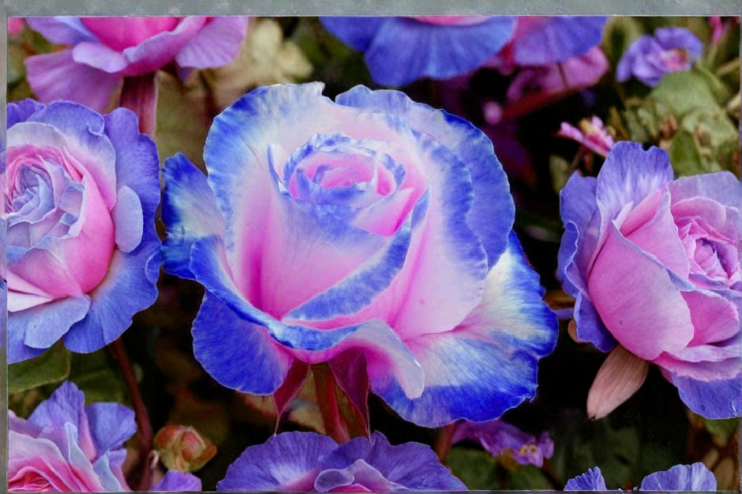 Blue Pink Rose Seeds – Rare Bi-Color Flower Seeds for Planting, Ornamental Garden, Pink & Purple Tones, Rosa Hybrid, Pack of 10
