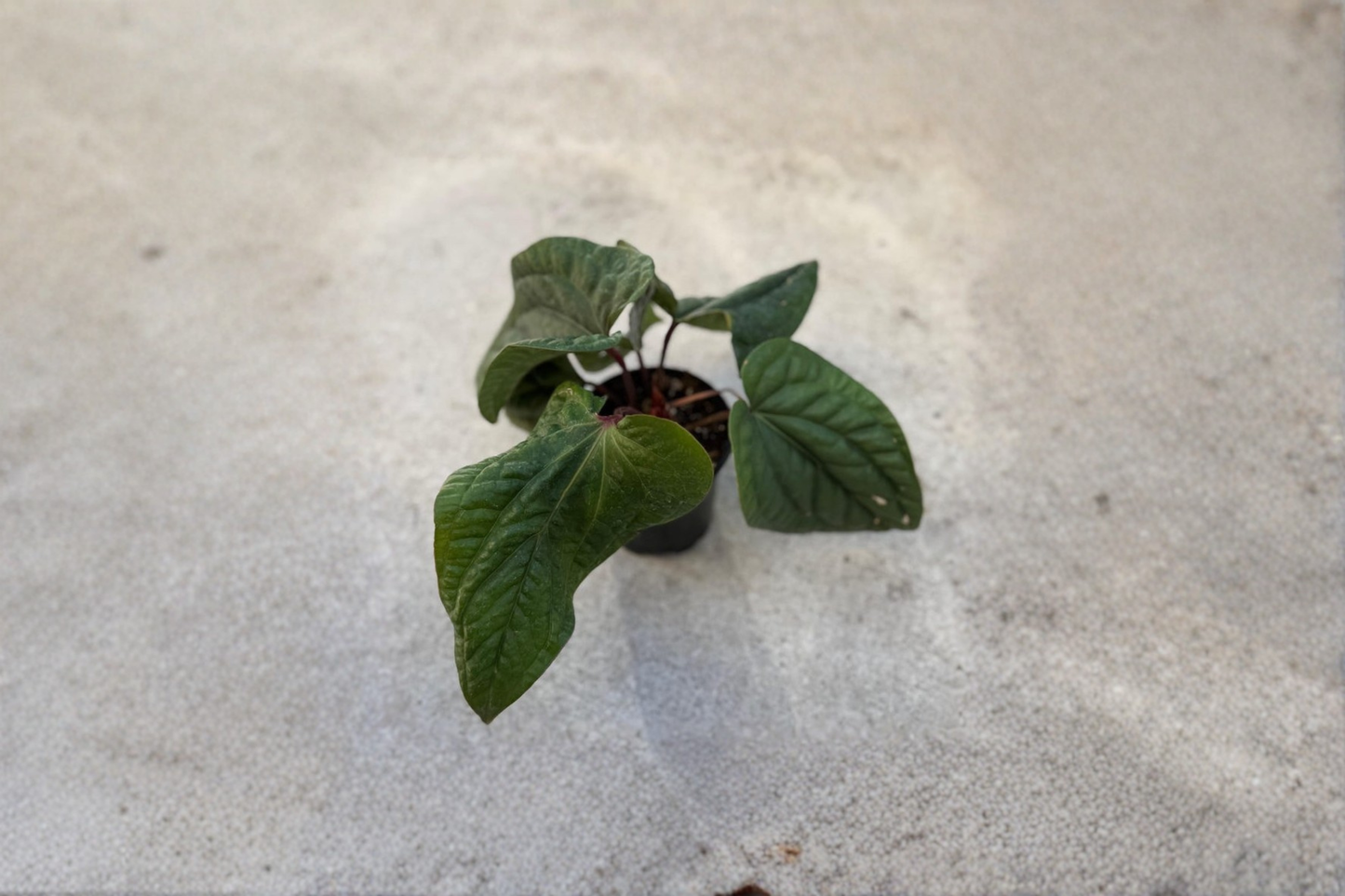 Anthurium Radicans x Luxurians Live Plant – Rare Dark Green Hybrid Indoor Houseplant in 4 Inch Pot